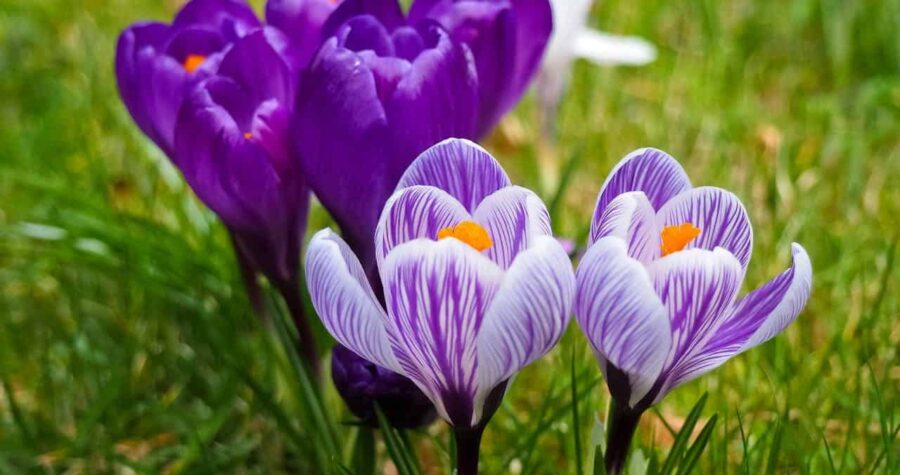 Purple and striped crocus flowers blooming in green grass, with bright orange stamens visible in their centers
