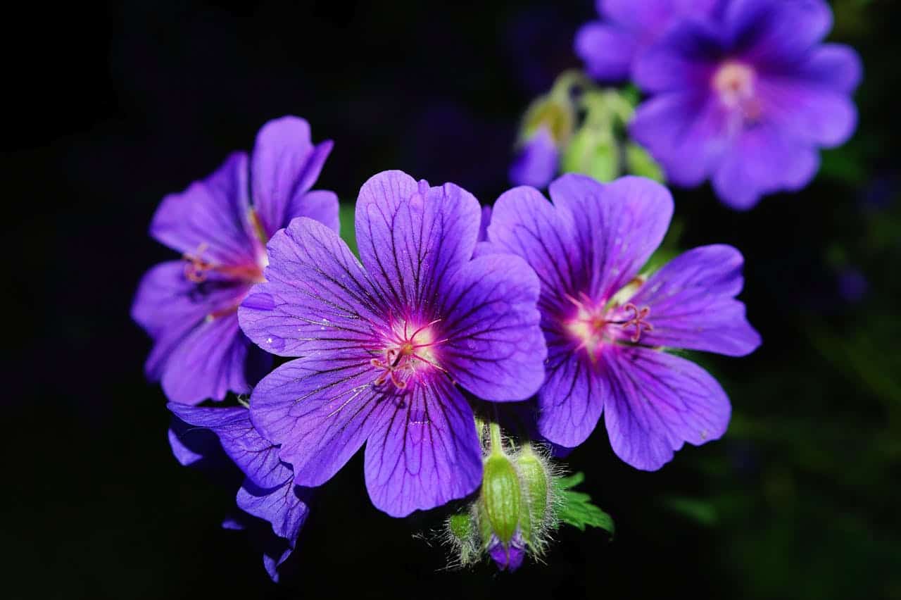 Close-up of vibrant purple geranium flowers with delicate veined petals and pink centers against dark background