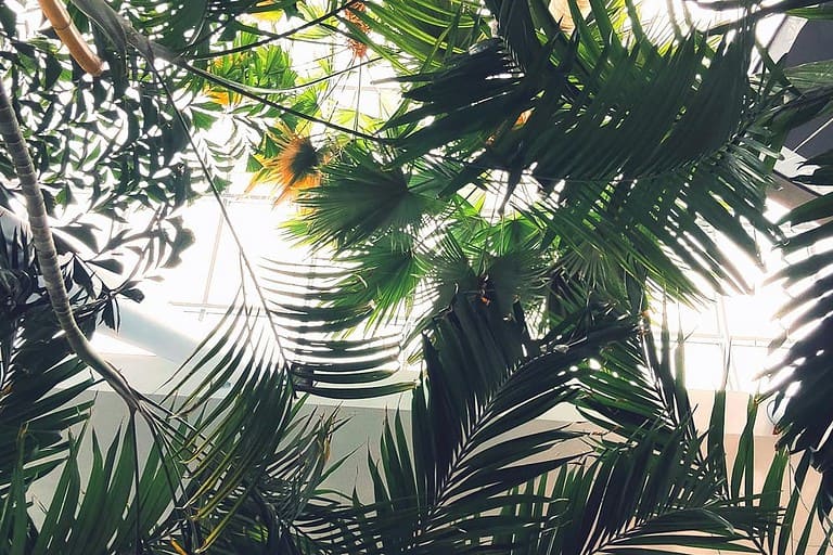 10 Indoor Palm Plants That Turn Your Home Into a Tropical Escape