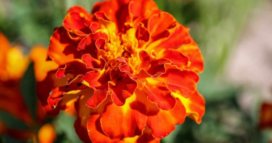 Close-up of a vibrant marigold flower, deep orange and yellow petals, ruffled texture, bright sunlight, green blurred background, blooming in a garden