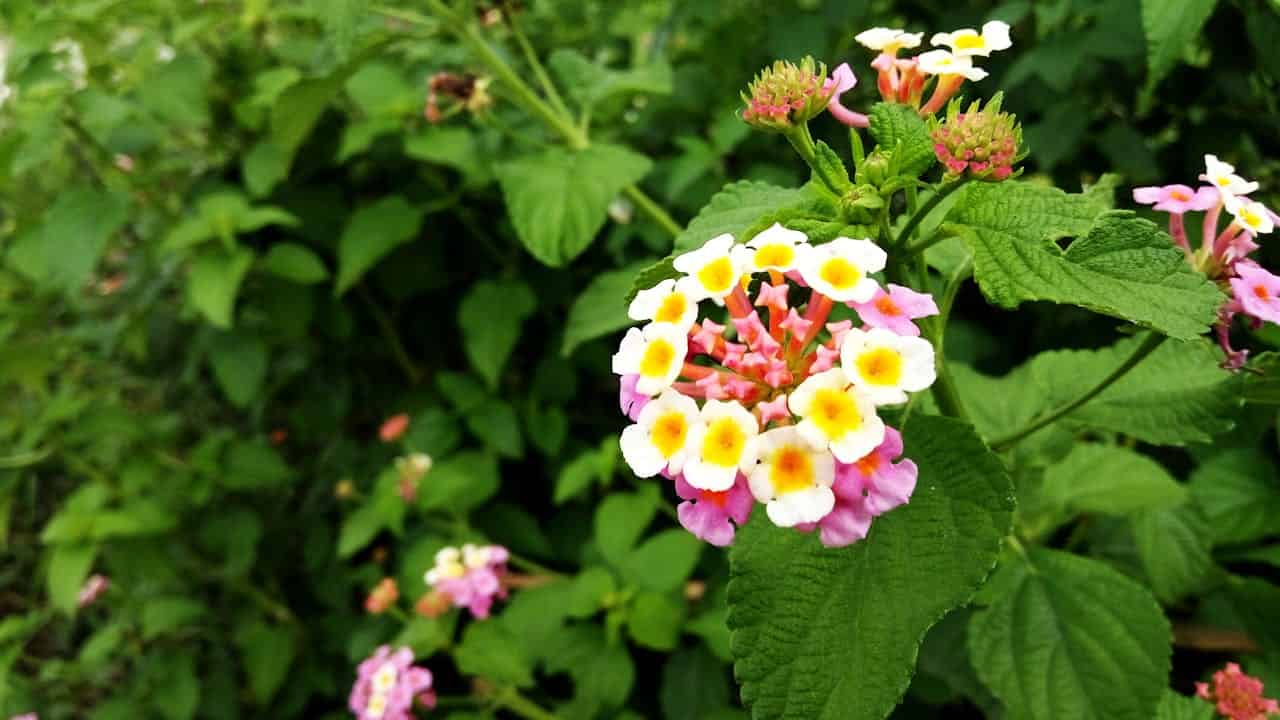 Cluster of small, colorful Lantana flowers with white, yellow, and pink petals, surrounded by green foliage, close-up view of blooming flowers in a natural garden setting