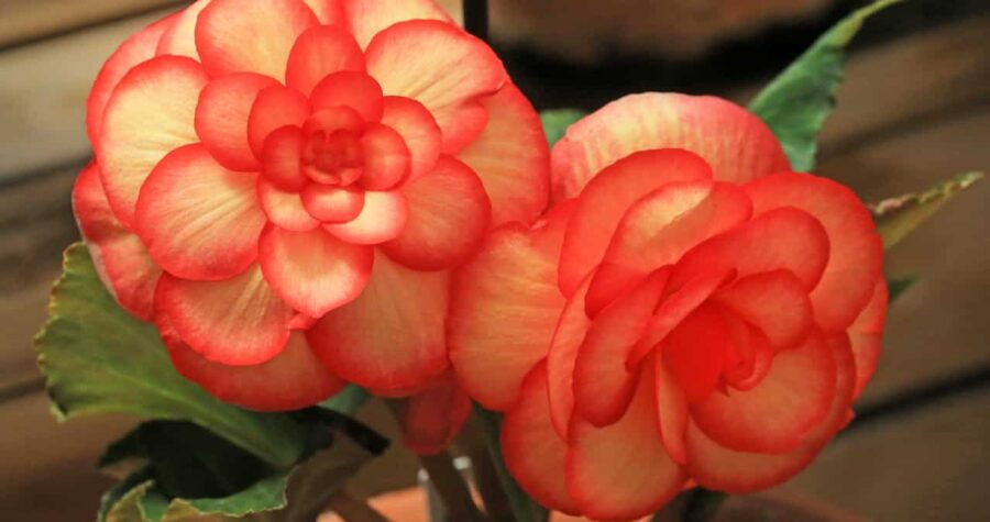 Two coral-orange Tuberous Begonias flowers with white centers and layered petals, displaying green leaves against wooden background