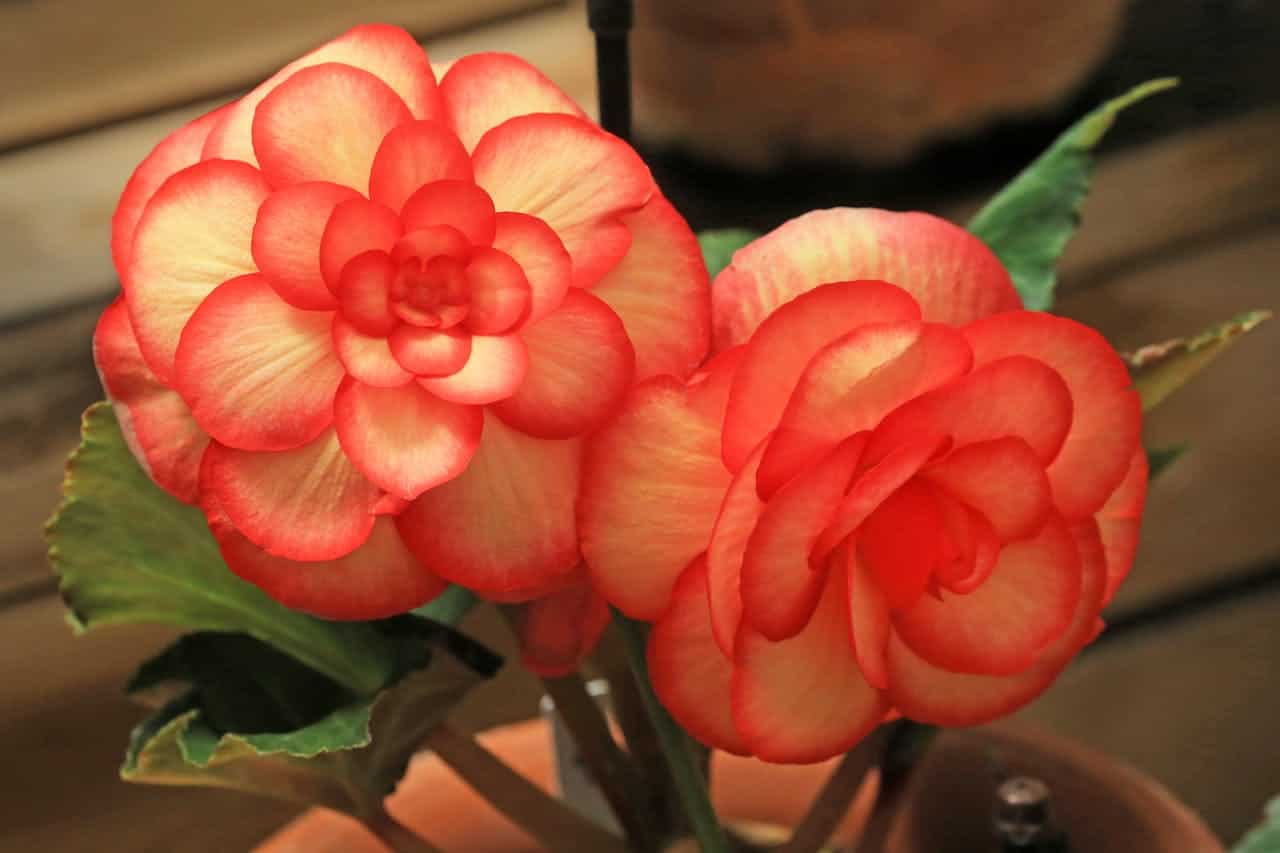 Two coral-orange Tuberous Begonias flowers with white centers and layered petals, displaying green leaves against wooden background