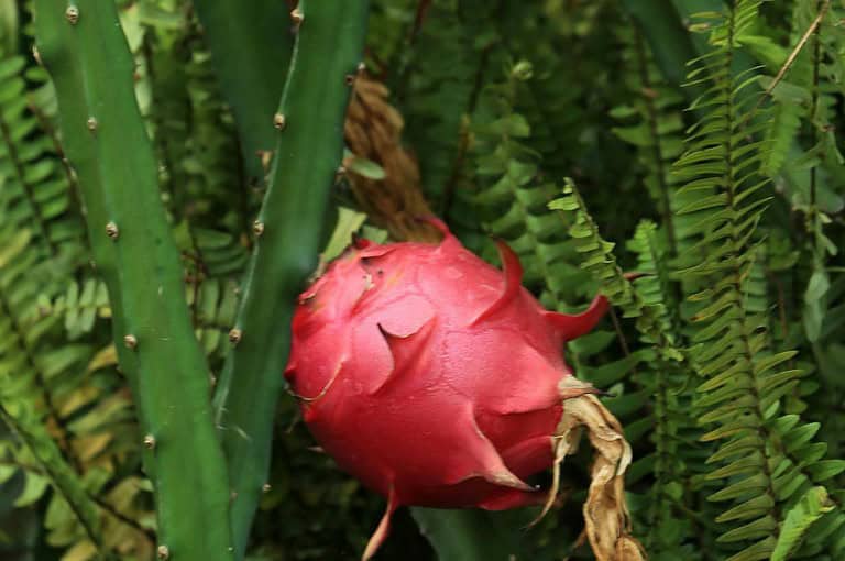 Bright pink dragon fruit growing on a green cactus plant surrounded by ferns, capturing a detailed view of fruit development in a tropical garden or farm setting