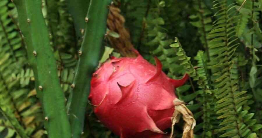 Bright pink dragon fruit growing on a green cactus plant surrounded by ferns, capturing a detailed view of fruit development in a tropical garden or farm setting