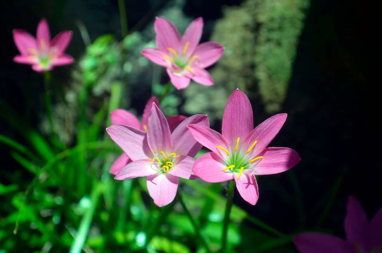 Pink rain lilies with yellow stamens and green centers blooming against dark background, with bright green foliage surrounding them
