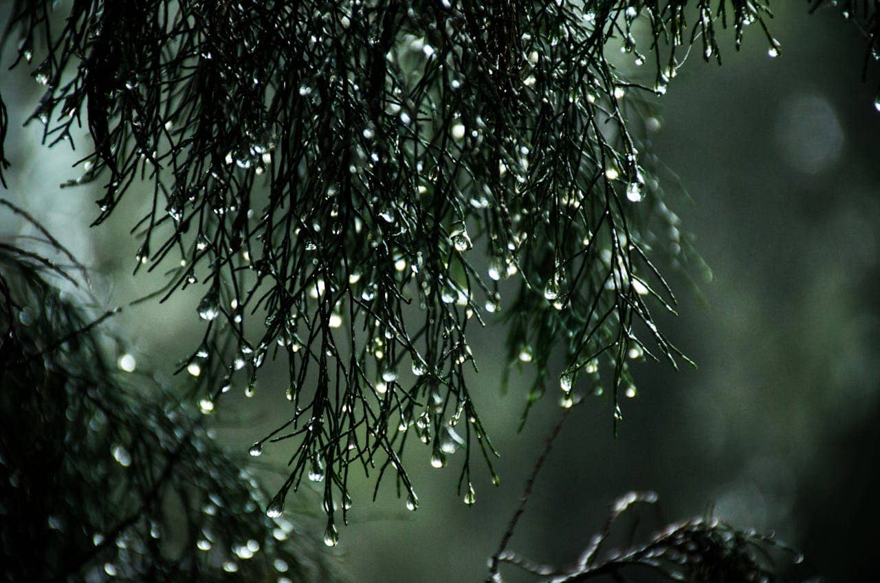 Close-up of tree branches with raindrops clinging to the needles, soft green background, focus on moisture and natural beauty, capturing a calm rainy moment, emphasizing fresh rainfall
