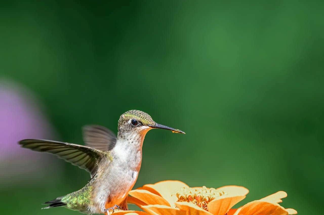 Hummingbird hovering over an orange flower, feeding from it, vibrant green and orange feathers, wings in motion, clear background with green bokeh