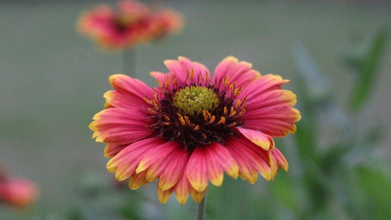 Close-up of a vibrant flower with pink petals tipped in yellow, green and dark maroon center, blurred background with green foliage and faint hints of other flowers