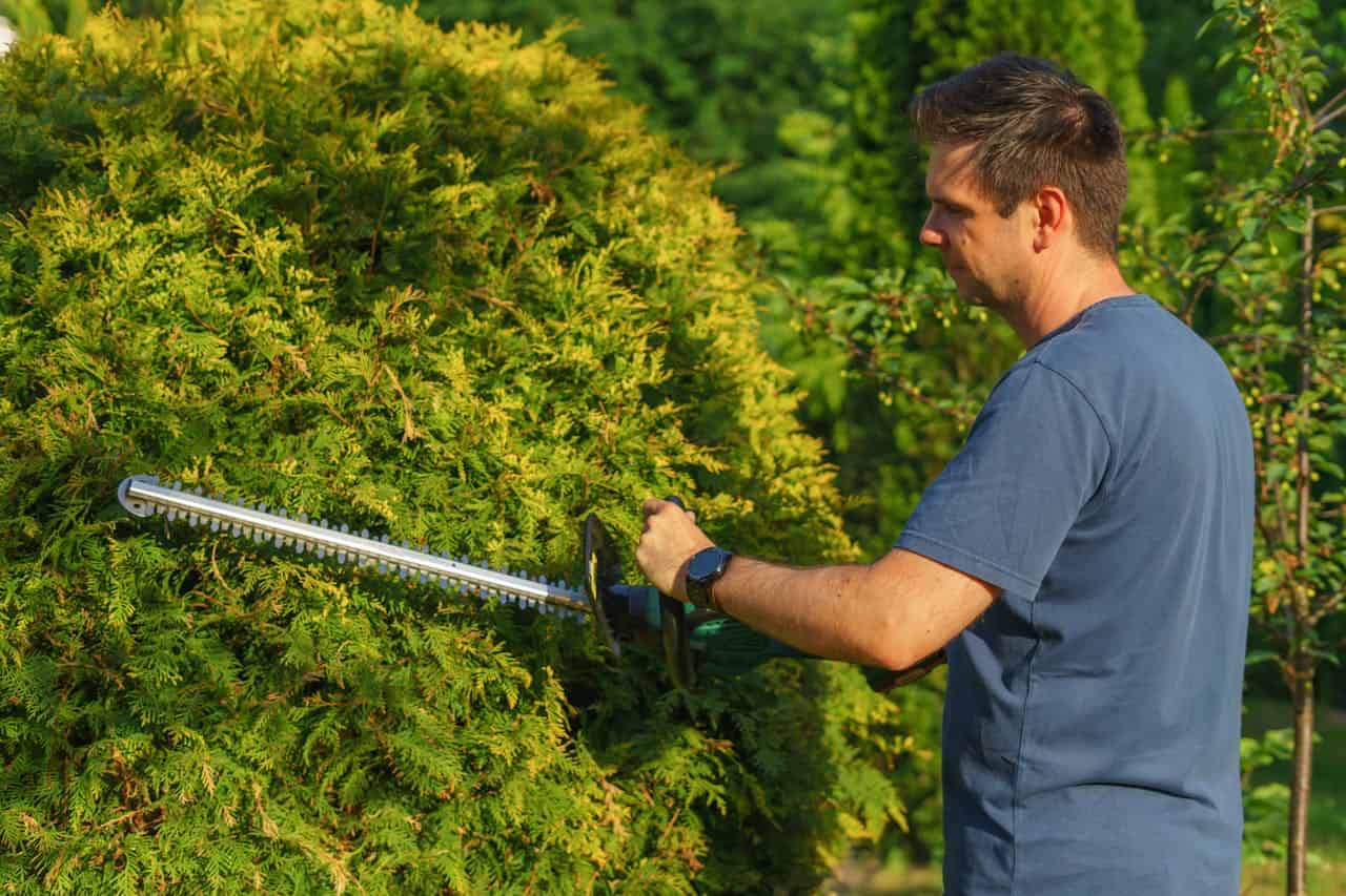 A man using a hedge trimmer to shape a green bush, focused on trimming the foliage, wearing a blue t-shirt, with a well-maintained garden in the background