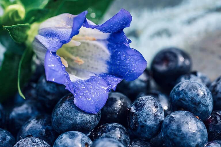 A Gentiana 'True Blue' flower with water droplets resting atop fresh blueberries, with green leaves visible in background