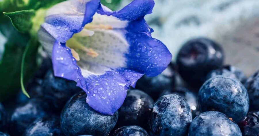 A Gentiana 'True Blue' flower with water droplets resting atop fresh blueberries, with green leaves visible in background