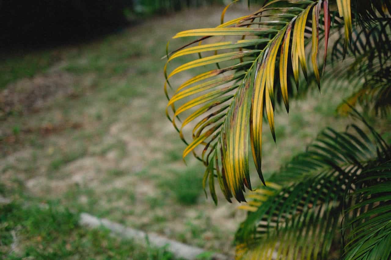 Green palm tree leaves with yellow tips, partially blurred background, natural outdoor setting, focus on the palm fronds