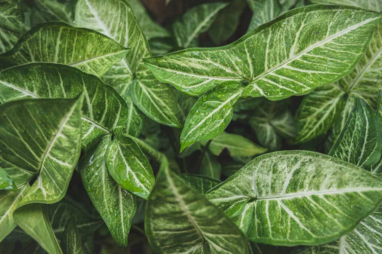 Close-up of syngonium plant leaves with distinctive green coloration and prominent white veining patterns, some with water droplets