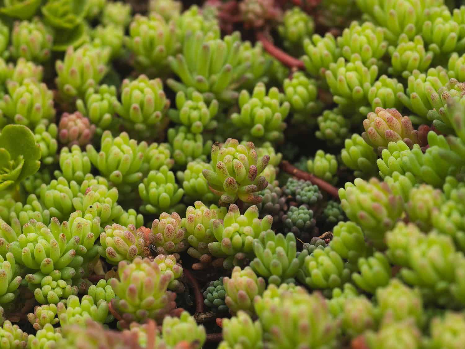 Sedums