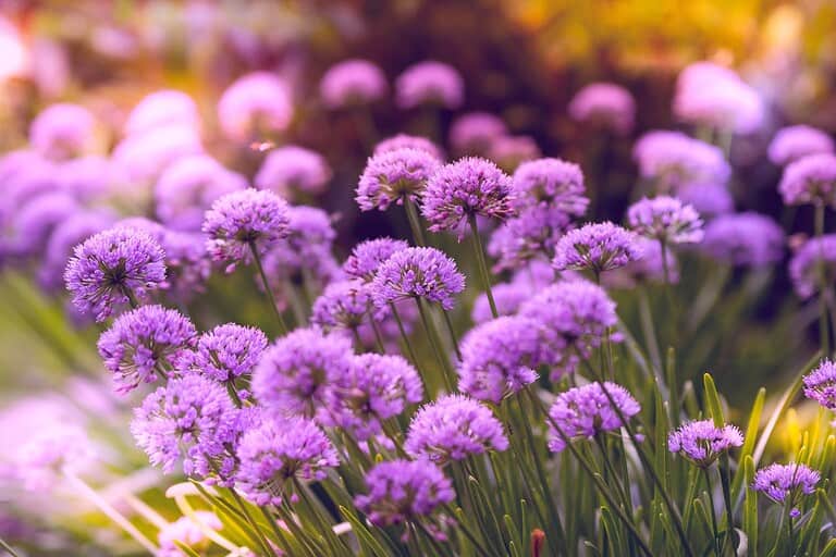 Purple allium flowers blooming in a garden, with round pom-pom shaped blossoms atop slender green stems in soft light