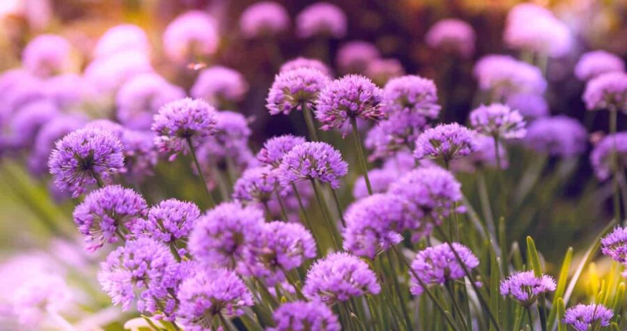 Purple allium flowers blooming in a garden, with round pom-pom shaped blossoms atop slender green stems in soft light