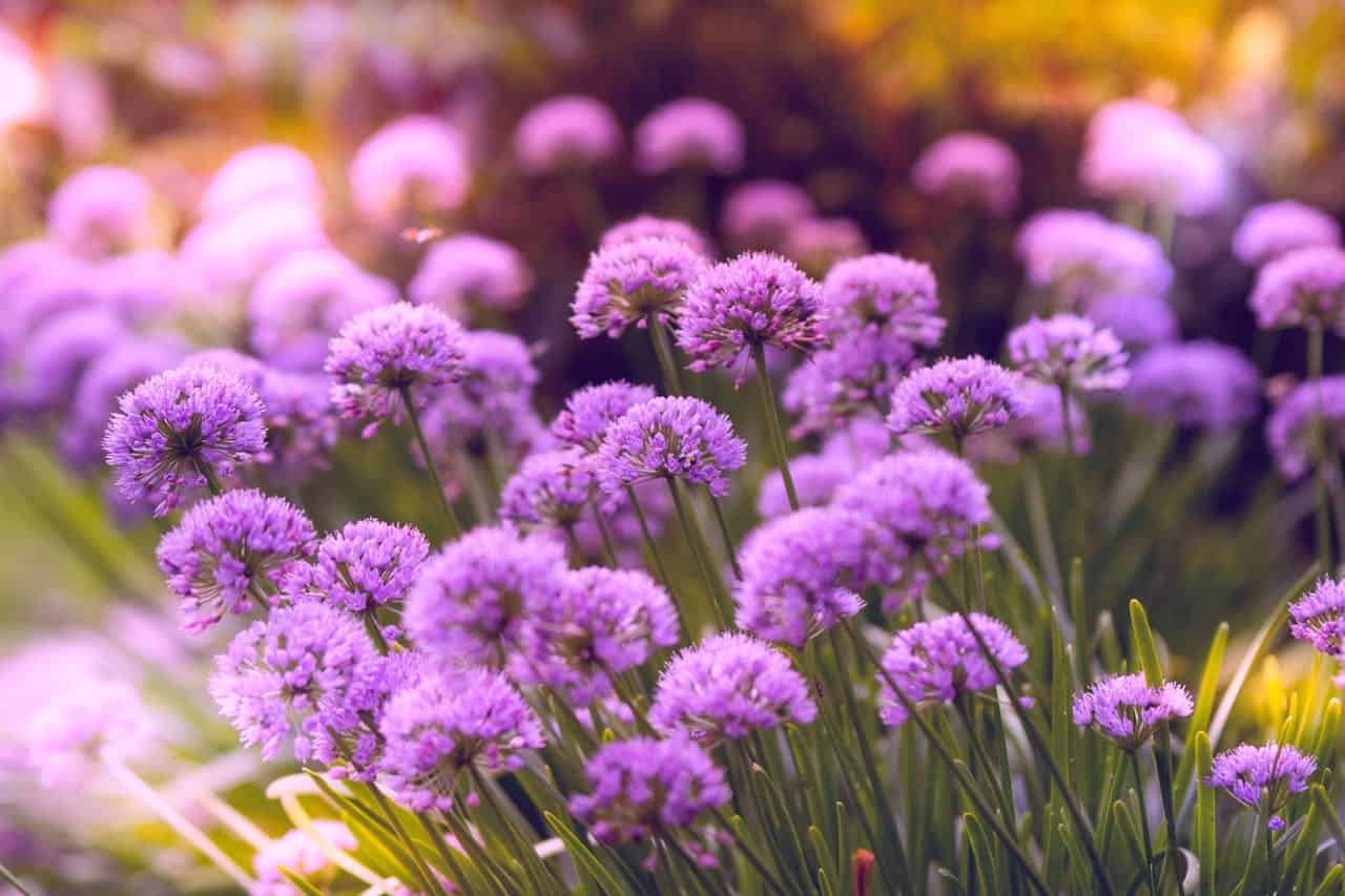 Purple allium flowers blooming in a garden, with round pom-pom shaped blossoms atop slender green stems in soft light
