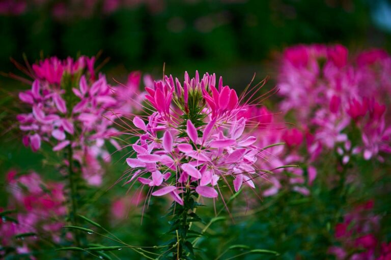 Bright pink cleome flowers with delicate petals and thin stamens, focused on center bloom with blurred flowers surrounding it