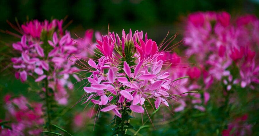 Bright pink cleome flowers with delicate petals and thin stamens, focused on center bloom with blurred flowers surrounding it
