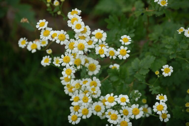 Dense cluster of tiny white feverfew flowers with bright yellow centers against lush green foliage background