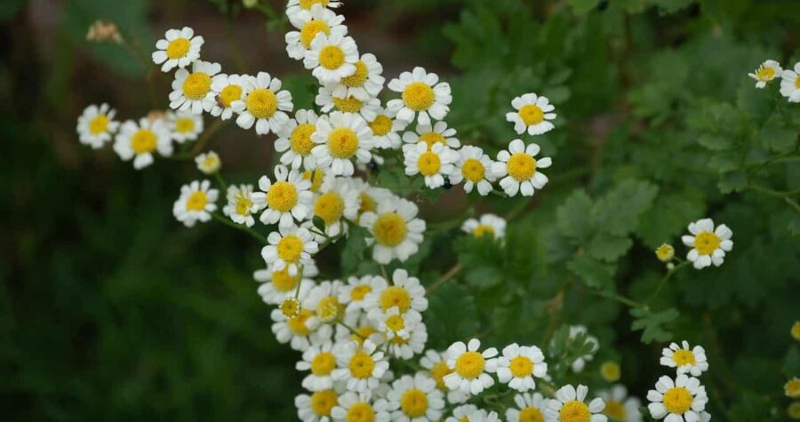 Dense cluster of tiny white feverfew flowers with bright yellow centers against lush green foliage background