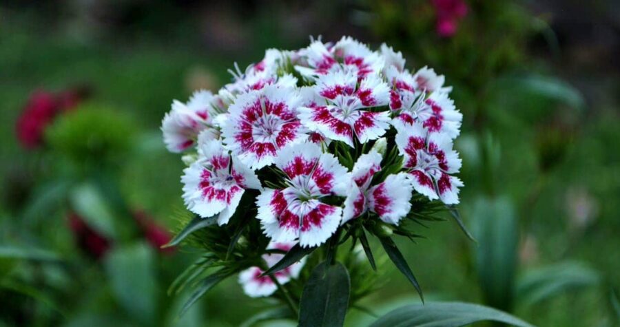 Cluster of white and magenta Sweet William flowers blooming on a green stem, surrounded by blurred green foliage in background