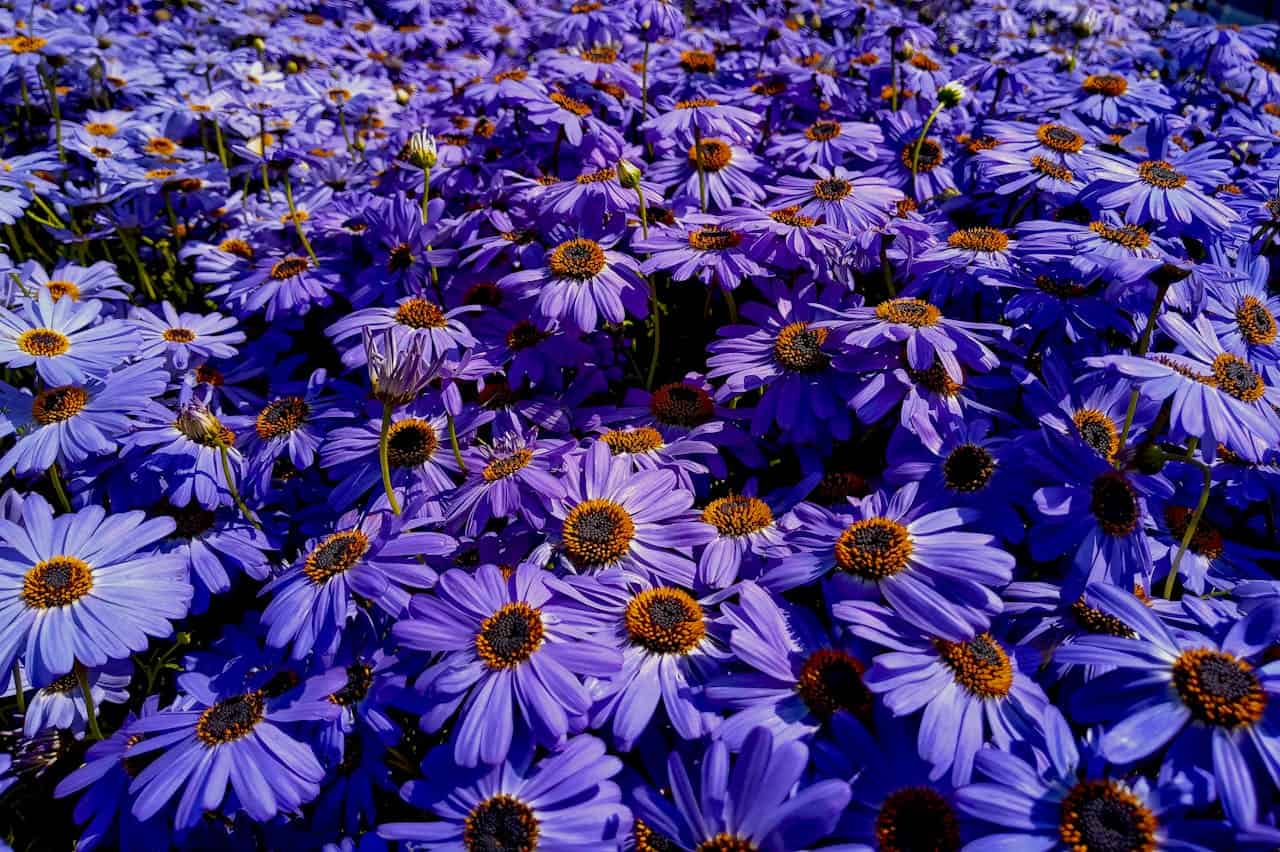 Dense field of purple Perennial asters with vibrant orange centers, creating a sea of lavender daisy-like blooms