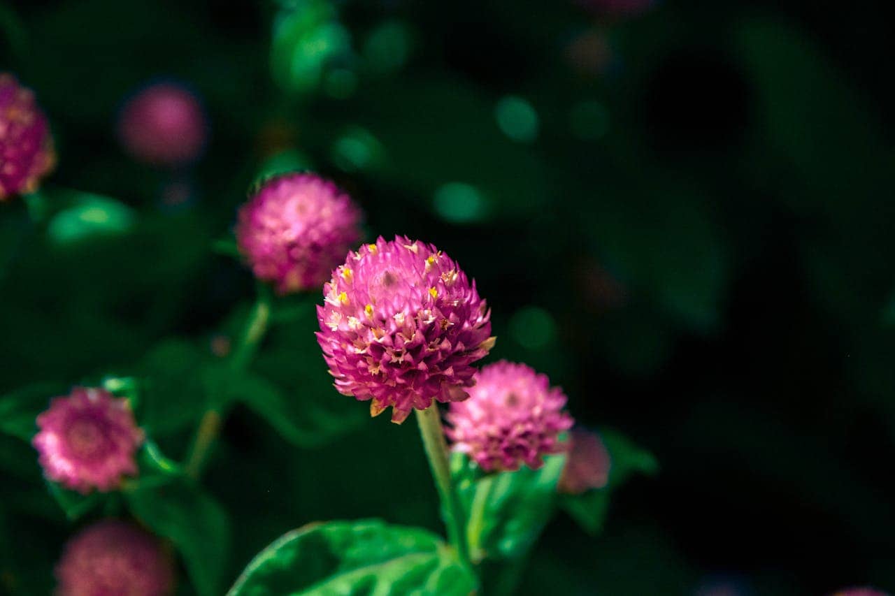 Close-up of a magenta globe amaranth flower in bloom, surrounded by green leaves and blurred background flowers, sunlight highlighting the petals