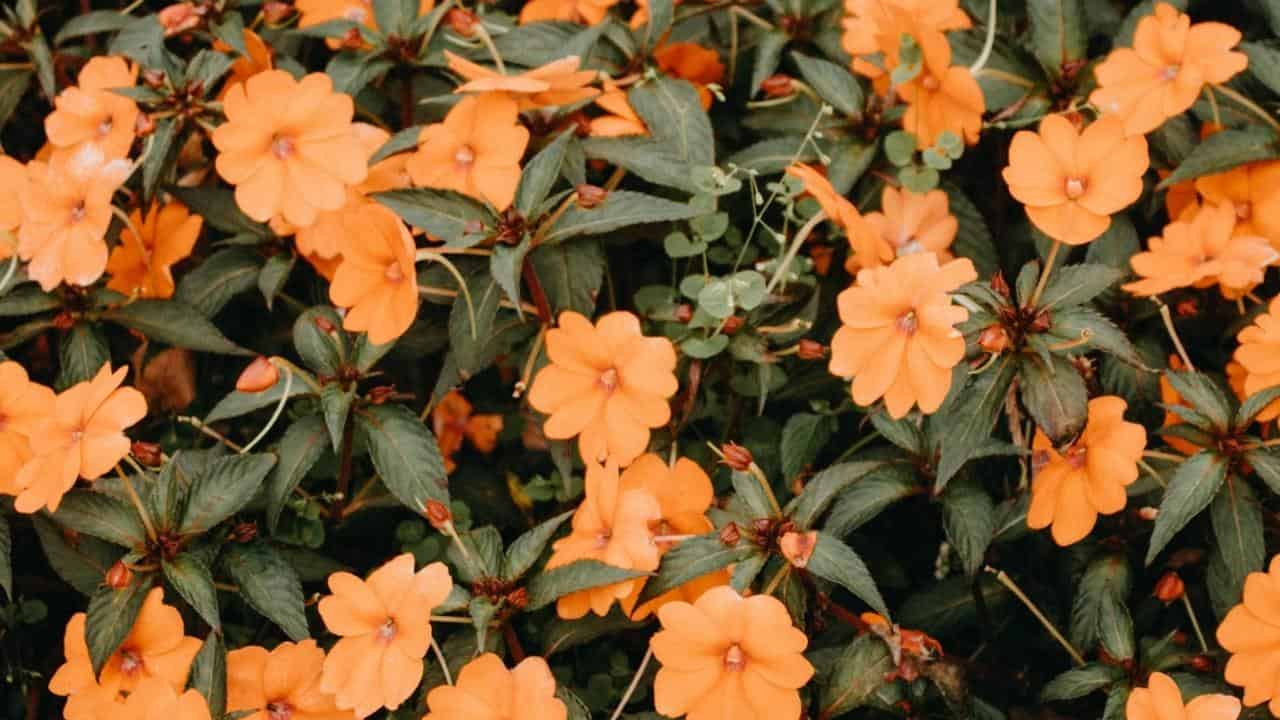 pittosporum tenuifolium and impatiens