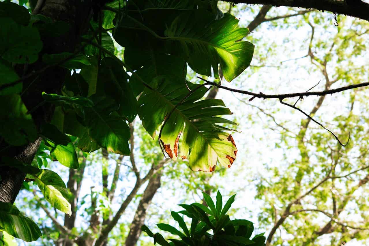 Looking up through tropical foliage with large green leaves against a bright sky