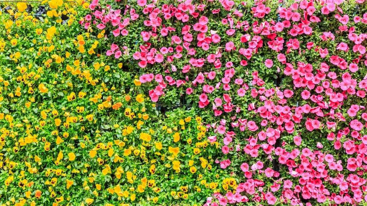 potentilla and spirea flowering shrub combination