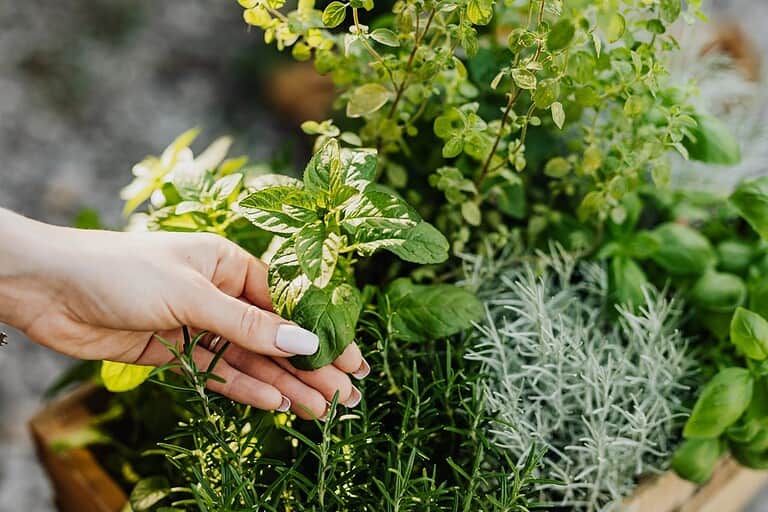 A person's hand with light pink nail polish touches fresh mint leaves in an herb garden. The container holds various herbs including rosemary, silvery lavender, thyme, and other leafy herbs growing together in a wooden planter