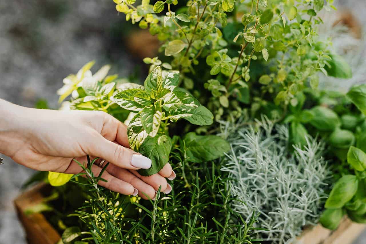 A person's hand with light pink nail polish touches fresh mint leaves in an herb garden. The container holds various herbs including rosemary, silvery lavender, thyme, and other leafy herbs growing together in a wooden planter