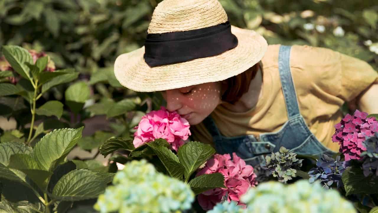 lose-up pruning hydrangea above bud