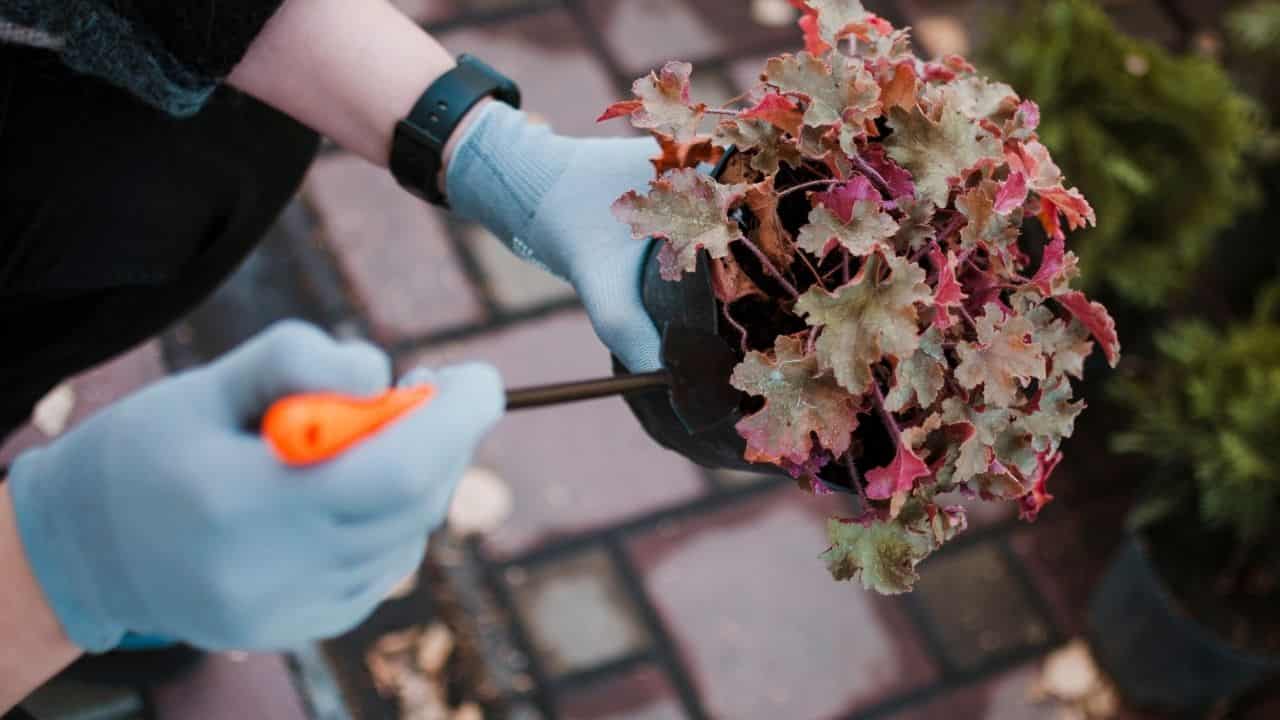 pruning hydrangea in early spring
