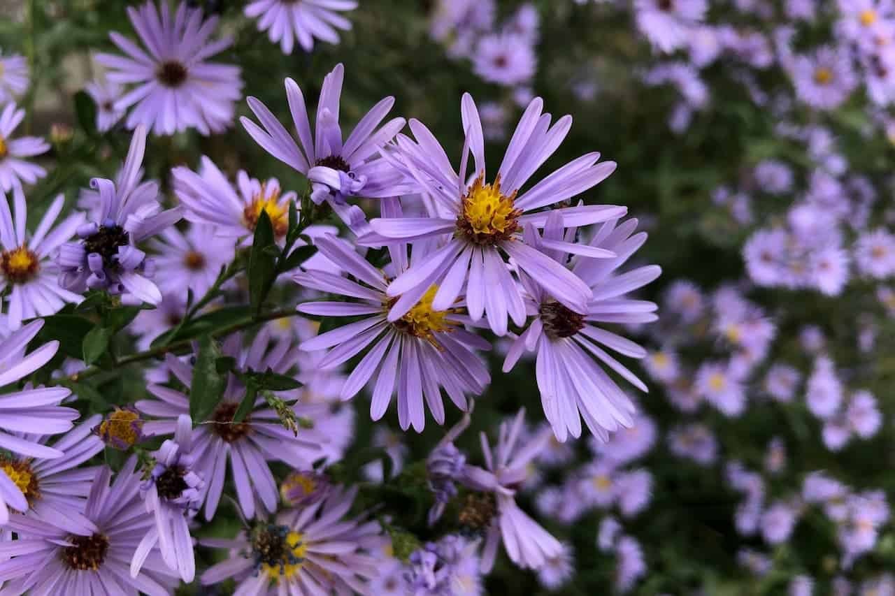 Close-up of light purple aster flowers with bright yellow centers blooming in clusters against green foliage background