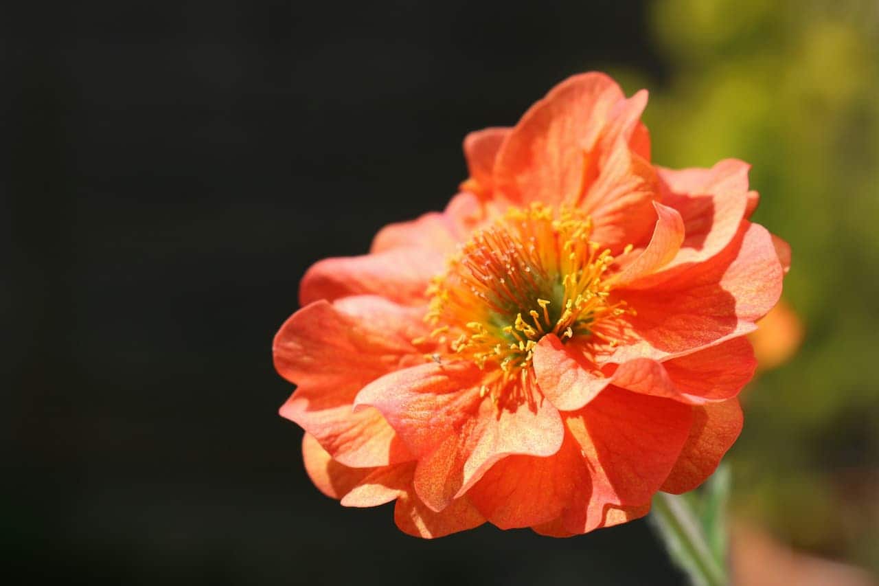Close-up of orange Geum 'Totally Tangerine' flower with delicate translucent petals and yellow stamens against dark background with soft lighting