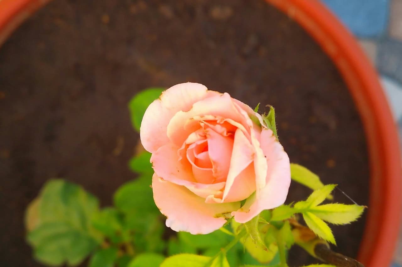 A pink rose blooming in a terracotta pot, green leaves surrounding the flower, the soft petals of the rose are open, showing a delicate appearance, the dark soil in the pot contrasts with the vibrant rose, natural lighting highlighting the flower's beauty