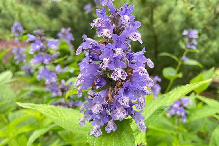 Purple catmint flowers with spotted throats blooming in vertical clusters among bright green foliage in a garden setting