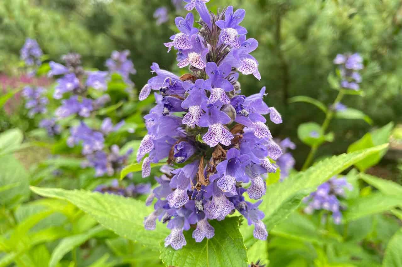 Purple catmint flowers with spotted throats blooming in vertical clusters among bright green foliage in a garden setting