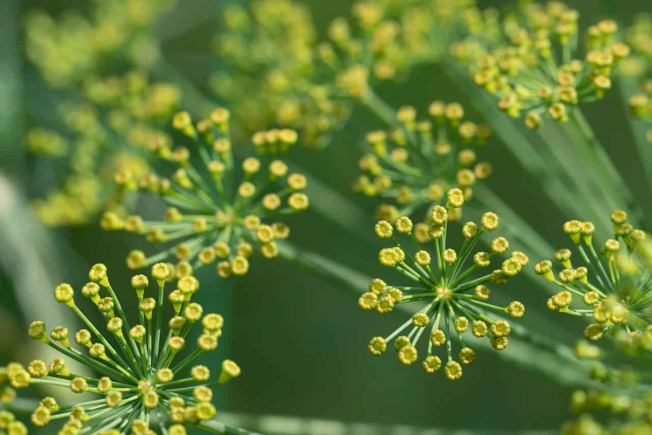 Close-up of dill plant umbels with tiny yellow-green flower buds arranged in circular patterns against blurred green background