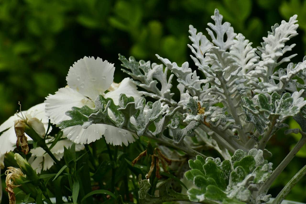 Bunny Switzenberg growing together in garden with blurred green background and water droplets visible