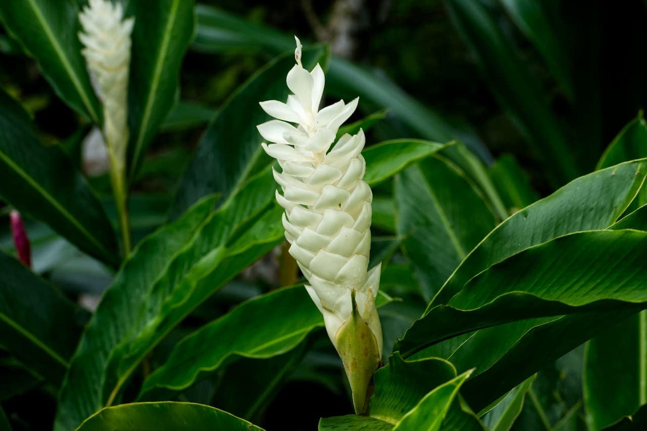 White ginger lily flower with cone-shaped bloom standing tall among lush green tropical foliage in garden setting