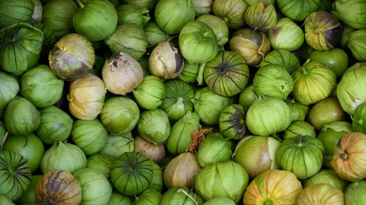 Pile of green tomatillos with papery husks in various stages of ripeness, some showing yellowing and purple markings