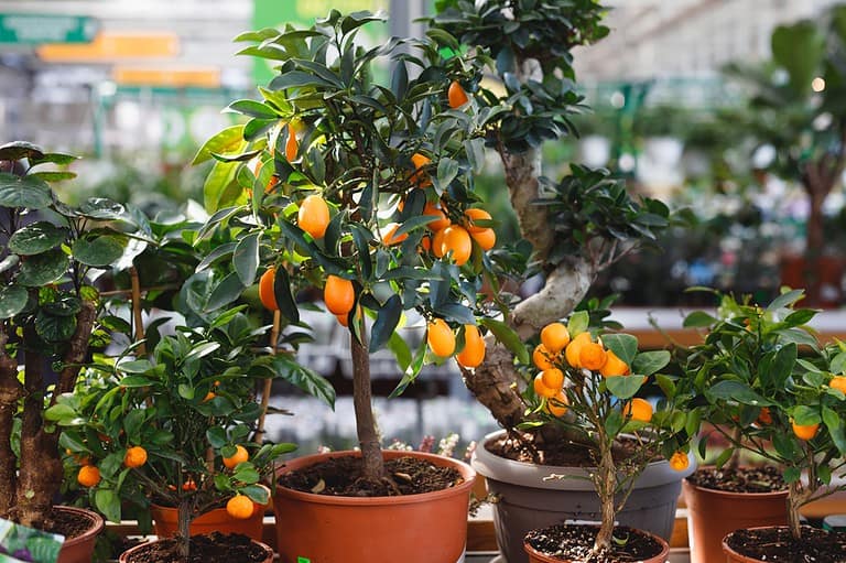 Citrus trees