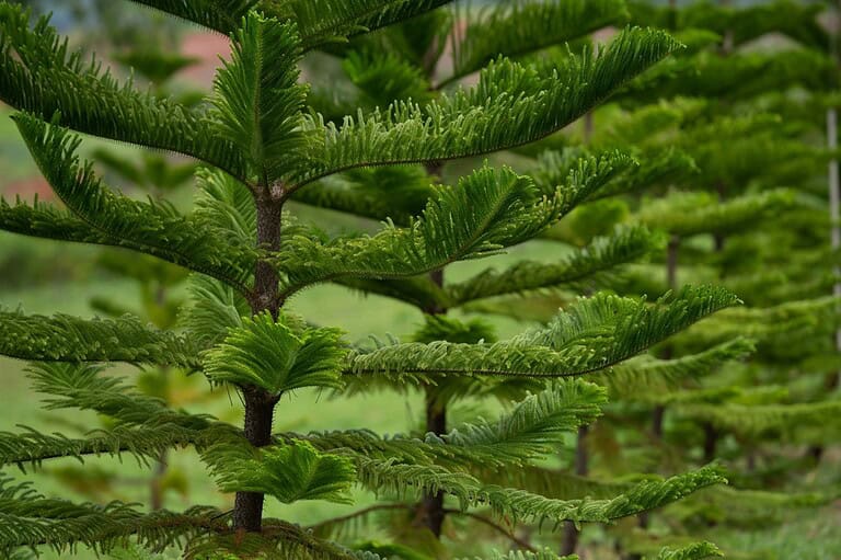 13 Evergreen Trees That Make Your Yard Look Lush All Year