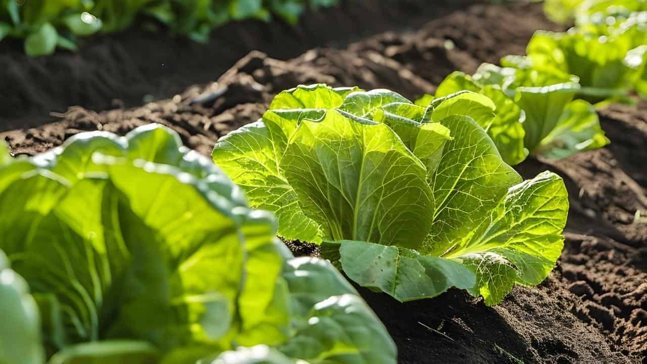 sunny vegetable garden