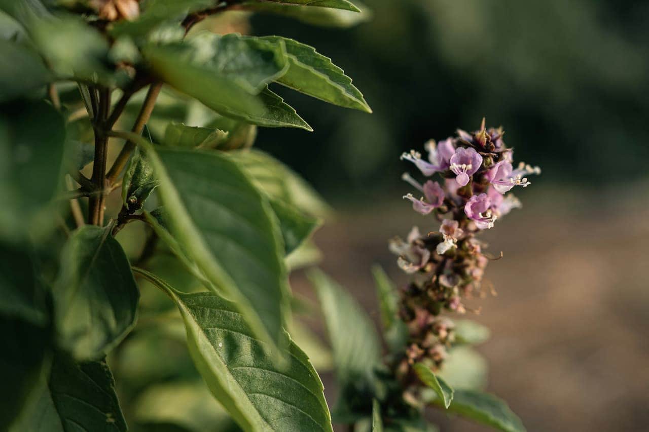Close-up of a flowering basil plant with small pink blossoms on a spike and serrated green leaves