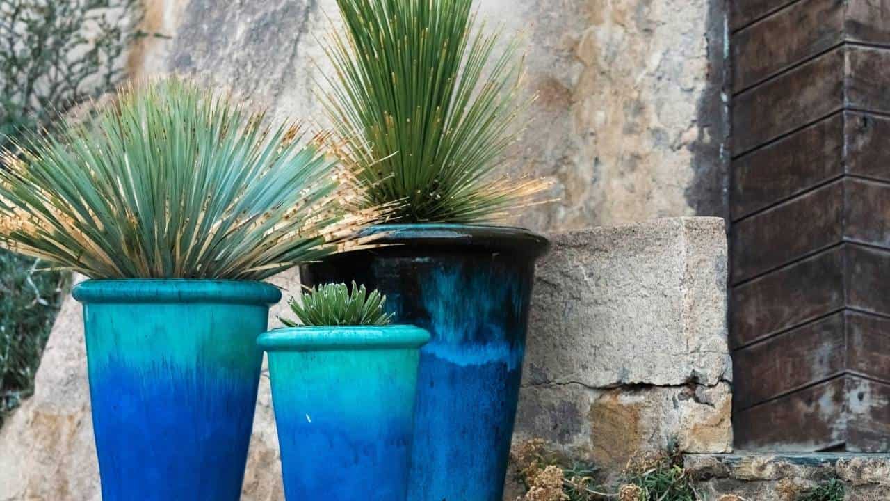 tall ornamental grass in pots